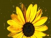 1-yellow daisy
