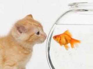 2cat-and-goldfish