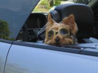 2cool-dog