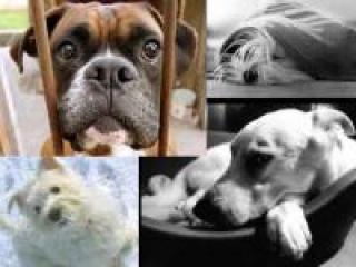 2cutedogs