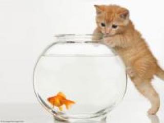 2kitten-and-fish
