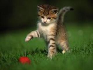 2kitty