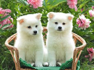Puppies