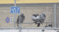 Doves