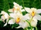 1flowers