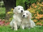 Retrievers 