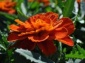 2flowers