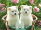 Puppies