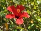 3flowers