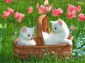 Outdoor Cats