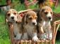 Hounds