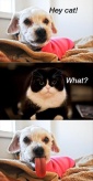 hey cat