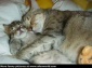 loving kitten couple